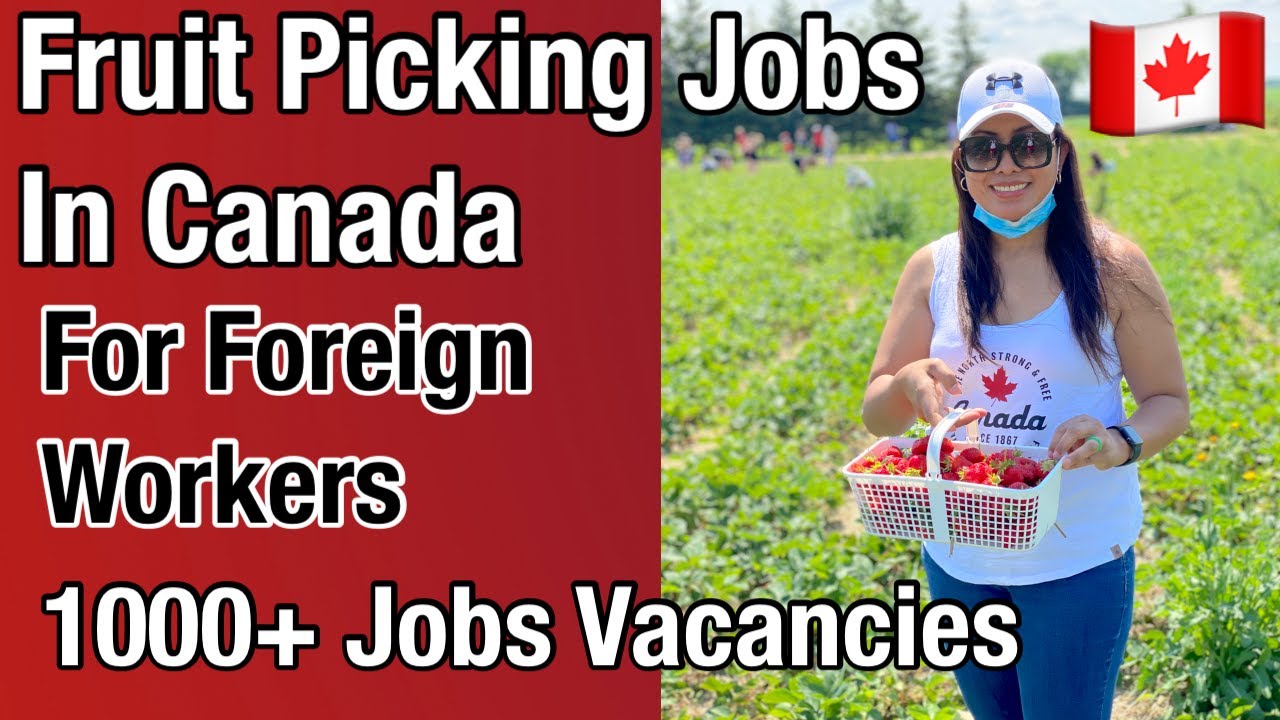 Multiple Recruitment for Fruit Picker Jobs in Canada with Visa Sponsorship
